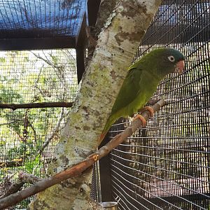Brevard Zoo (2023) - Blue-crowned Parakeet