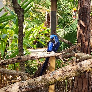 Brevard Zoo (2023) - Hyacinth Macaw
