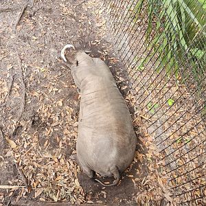 Brevard Zoo (2023) - Babirusa