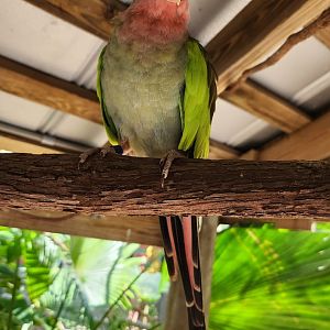 Brevard Zoo (2023) - Princess Parrot (Walkthrough Aviary)