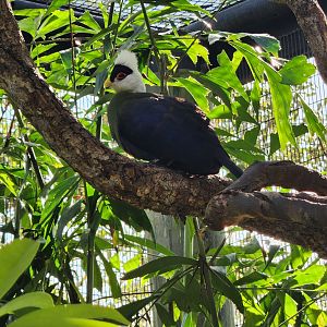 Brevard Zoo (2023) - White-crested Turaco (Walkthrough Aviary)