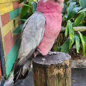 Brevard Zoo (2023) - Galah Cockatoo (Walkthrough Aviary)