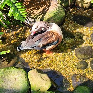Brevard Zoo (2023) - Orinoco Goose (Walkthrough Aviary)