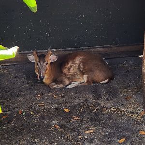 Brevard Zoo (2023) - Chinese Muntjac