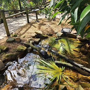 Brevard Zoo (2023) -Turtle pond in aviary