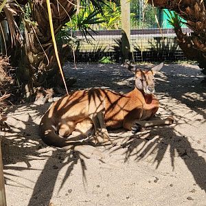 Brevard Zoo (2023) - Red Kangaroo