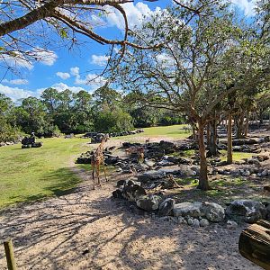 Brevard Zoo (2023) - Mixed-species Savanna (Expedition Africa)