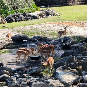 Brevard Zoo (2023) - Impala herd (Expedition Africa)