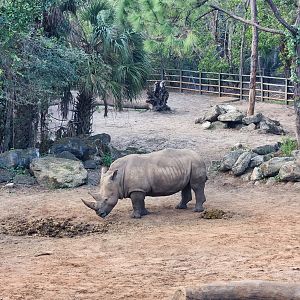 Brevard Zoo (2023) - White Rhinoceros (Expedition Africa)
