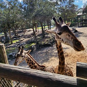 Brevard Zoo (2023) - Giraffes (Expedition Africa)