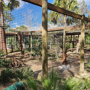 Brevard Zoo (2023) - Temporary Lion enclosure