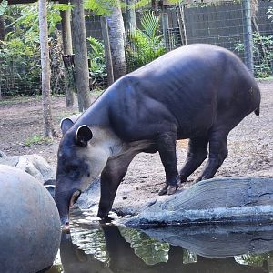 Brevard Zoo (2023) - Baird's Tapir (Rainforest Revealed)