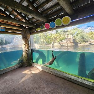 Brevard Zoo (2023) - Giant Otter exhibit (Rainforest Revealed)