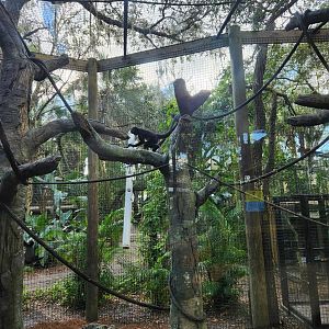 Brevard Zoo (2023) - Geoffroy's Spider Monkey enclosure (Rainforest Revealed)