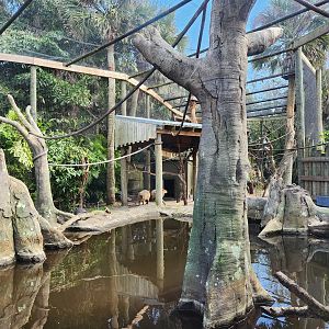 Brevard Zoo (2023) - Mixed swamp enclosure (Rainforest Revealed)