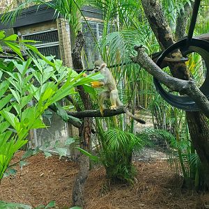 Brevard Zoo (2023) - Squirrel Monkey (Rainforest Revealed)
