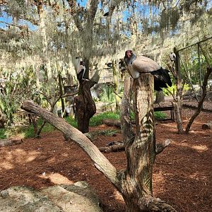 Brevard Zoo (2023) - King Vulture/Raptor exhibit (Rainforest Revealed)