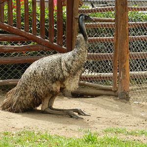 Emu exhibit - Parque de Las Leyendas