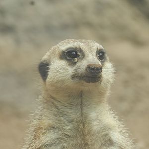 Meerkat - Parque de Las Leyendas
