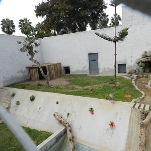 Sechurae fox exhibit - Parque de Las Leyendas