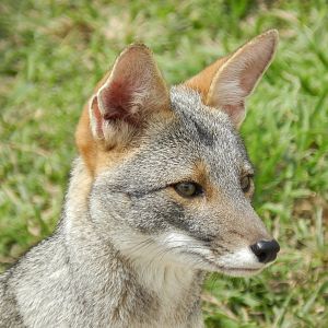 Sechurae fox - Parque de Las Leyendas