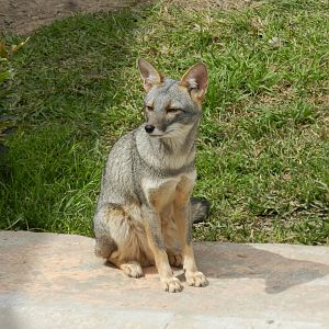 Sechurae fox - Parque de Las Leyendas