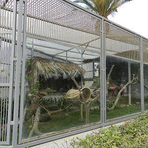 Pampas cat exhibit - Parque de Las Leyendas