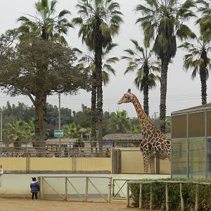 Giraffe and visitors - Parque de Las Leyendas