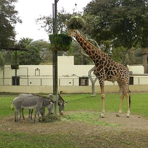 Giraffe and Grevy's zebras - Parque de Las Leyendas