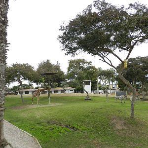 Giraffe and Grevy's zebras - Parque de Las Leyendas