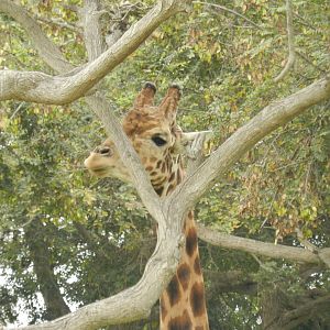 Giraffe - Parque de Las Leyendas