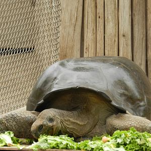 Galapagos giant tortoise - Parque de Las Leyendas