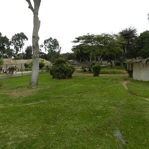 Brazilian tapir exhibit I - Parque de Las Leyendas
