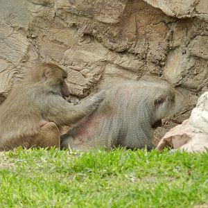 Hamadryas baboons - Parque de Las Leyendas