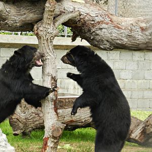 Spectacled bears - Parque de Las Leyendas