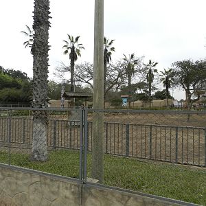 Bactrian camel exhibit - Parque de Las Leyendas