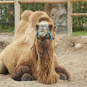 Bactrian camel - Parque de Las Leyendas