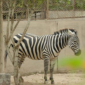 Grant's zebra - Parque de Las Leyendas