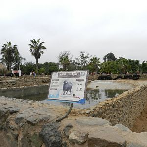 Water buffalo exhibit - Parque de Las Leyendas