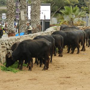 Water buffalo - Parque de Las Leyendas