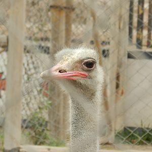 Ostrich - Parque de Las Leyendas