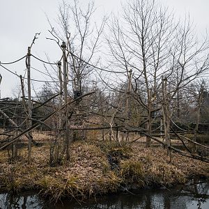 Cotton-Top Tamarin island