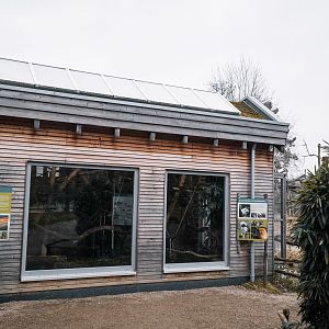 Cotton-Top Tamarin house