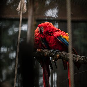 Macaw