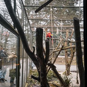 Macaw outoor aviary