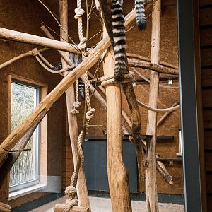 Ring Tailed Lemur Lemurs