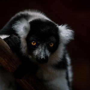 Black and White Ruffed Lemur