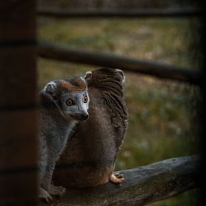 Crowned Lemurs