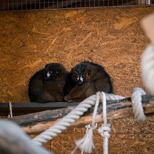 Red-Bellied Lemurs