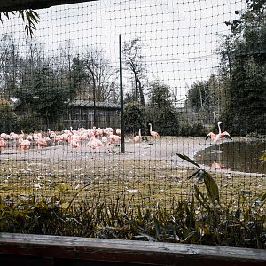 Chilean Flamingos